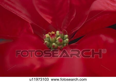 Stock Image - Close up of poinsettia, full frame. Fotosearch