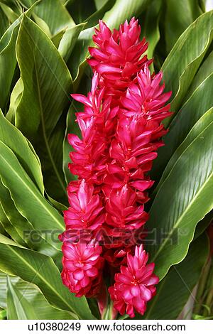 Stock Photo - Close-up of red ginger flowers, Bora Bora Island, Tahiti. Fotosearch
