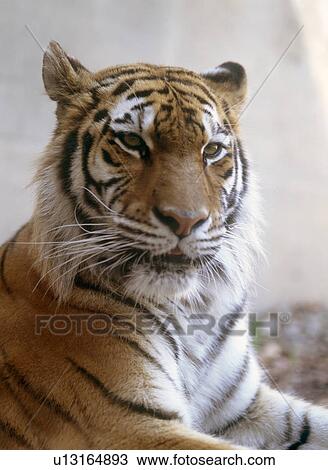 Stock Image - Close-up of tiger. Fotosearch