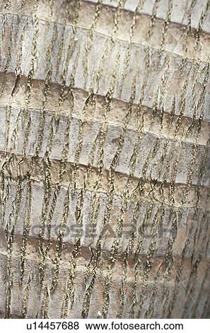 Stock Photo - Close up of tree trunk, full frame. Fotosearch