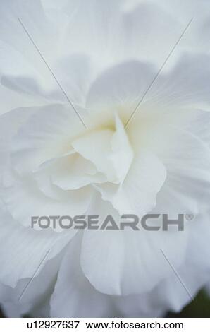 Close up of white flower, full frame View Large Photo Image Stock Photo - Close up of white flower, full frame. Fotosearch