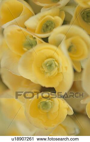 Stock Image - Close up of yellow flowers. Fotosearch