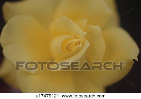Close up of yellow rose, soft focus View Large Photo Image Stock Image - Close up of yellow rose, soft focus. Fotosearch