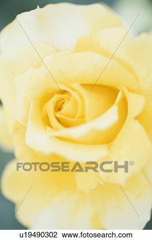 Stock Image - Close up of yellow rose. Fotosearch