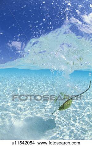 Picture - Coconut falling into clear water, Maldives. Fotosearch