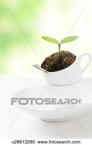 Stock Image - Coffee cup with seedling and dirt, computer graphic, differential focus. Fotosearch