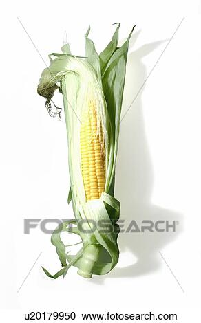 Corn on white background View Large Photo Image Stock Image - Corn on white background. Fotosearch