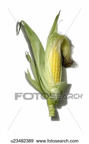 Corn on white background View Large Photo Image Stock Photo - Corn on white background. Fotosearch