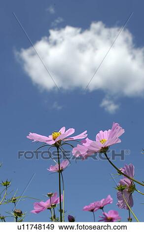 Cosmos flowers and sky View Large Photo Image Stock Photo - Cosmos flowers and sky. Fotosearch