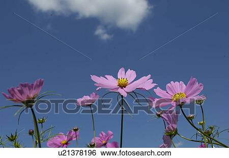 Stock Photograph - Cosmos flowers and sky. Fotosearch