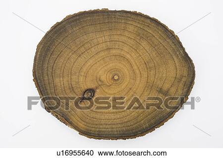 Stock Image - Cross section of tree trunk, close up, white background. Fotosearch