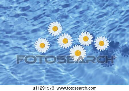 Stock Image - Daisy Floating on Water Surface. Fotosearch