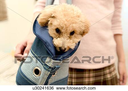Stock Photograph - Dog in a bag. Fotosearch