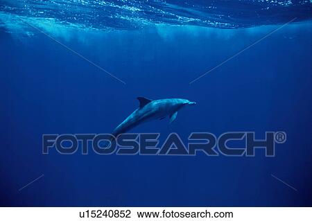 Stock Image - Dolphin swimming underwater. Fotosearch