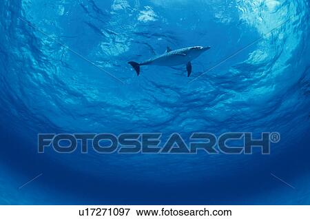 Stock Photo - Dolphin swimming underwater. Fotosearch
