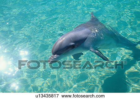 Dolphin with head out of the water, Australia View Large Photo Image Stock Photo - Dolphin with head out of the water, Australia. Fotosearch