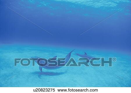 Stock Photography - Dolphins in the Blue Sea. Fotosearch