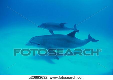 Stock Image - Dolphins swimming underwater, Bahamas. Fotosearch
