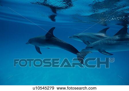 Stock Photo - Dolphins swimming underwater, Bahamas. Fotosearch