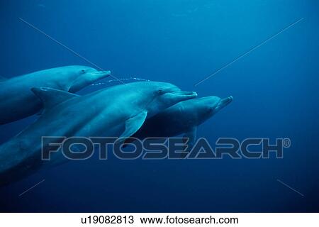 Dolphins swimming underwater View Large Photo Image Stock Image - Dolphins swimming underwater. Fotosearch