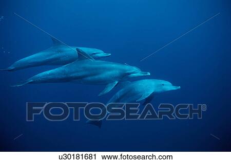 Dolphins swimming underwater View Large Photo Image Stock Image - Dolphins swimming underwater. Fotosearch