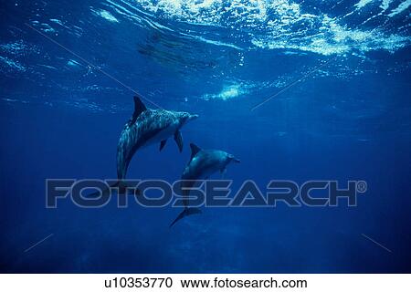 Stock Image - Dolphins underwater, Ogasawara Islands, Japan. Fotosearch