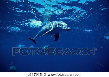 Stock Image - Dolphins underwater, Ogasawara Islands, Japan. Fotosearch
