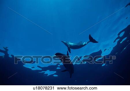 Stock Image - Dolphins underwater, Ogasawara Islands, Japan. Fotosearch