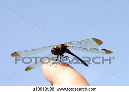 Stock Photo - Dragonfly perching on finger, close up, blue background, Hayama town, Kanagawa prefecture, Japan. Fotosearch
