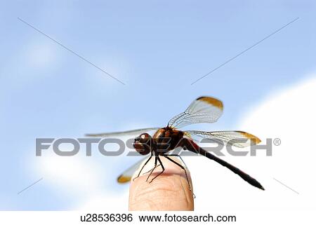 Stock Photograph - Dragonfly perching on finger, close up, Hayama town, Kanagawa prefecture, Japan. Fotosearch