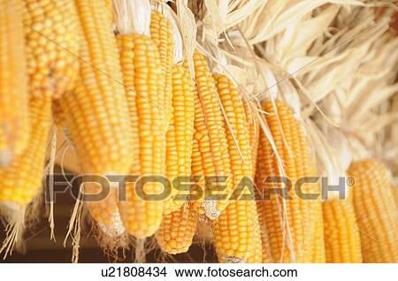 Picture - Drying corn. Fotosearch