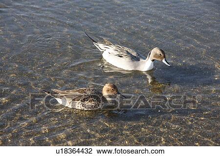 Ducks floating on water View Large Photo Image Stock Image - Ducks floating on water. Fotosearch
