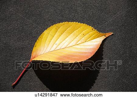 Stock Photo - Fallen yellow leaf. Fotosearch