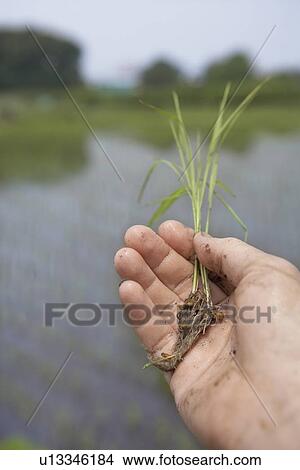 Farmer holding seedling of rice plant, close up, differential focus View Large Photo Image Picture - Farmer holding seedling of rice plant, close up, differential focus. Fotosearch