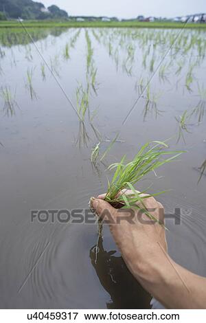 Farmer planting rice, close up View Large Photo Image Stock Photo - Farmer planting rice, close up. Fotosearch
