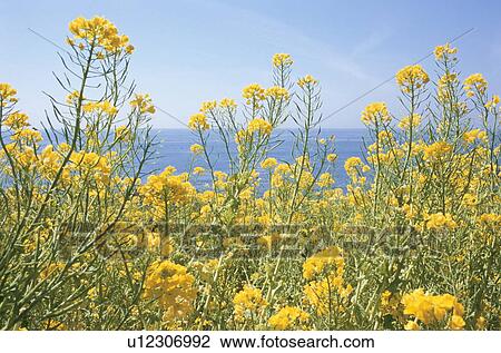 Field Mustard and Ocean in the Background View Large Photo Image Stock Image - Field Mustard and Ocean in the Background. Fotosearch