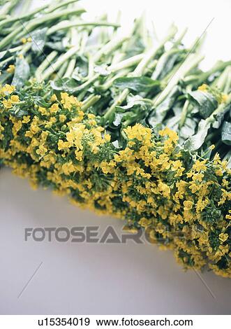 Field Mustard View Large Photo Image Stock Photo - Field Mustard. Fotosearch