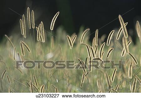Field of bristle grass View Large Photo Image Stock Photo - Field of bristle grass. Fotosearch