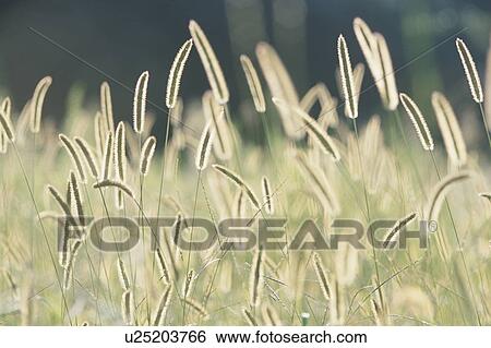 Field of bristle grass View Large Photo Image Stock Photograph - Field of bristle grass. Fotosearch