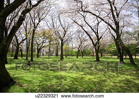 Stock Image - Field of cherry trees, Tama city, Tokyo prefecture, Japan. Fotosearch
