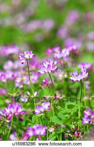 Field of Chinese milk vetch, close up, Hayama town, Kanagawa prefecture, Japan View Large Photo Image Stock Photograph - Field of Chinese milk vetch, close up, Hayama town, Kanagawa prefecture, Japan. Fotosearch