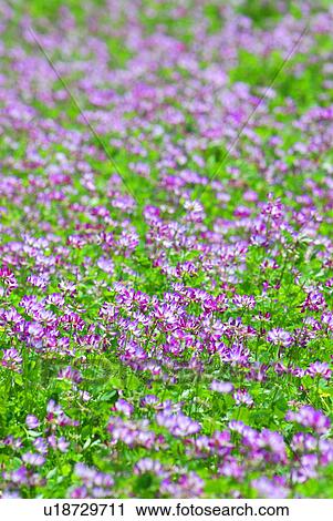 Stock Image - Field of Chinese milk vetch, full frame, Hayama town, Kanagawa prefecture, Japan. Fotosearch