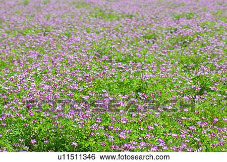 Stock Photograph - Field of Chinese milk vetch, full frame, Hayama town, Kanagawa prefecture, Japan. Fotosearch