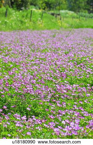 Stock Image - Field of Chinese milk vetch, Hayama town, Kanagawa prefecture, Japan. Fotosearch