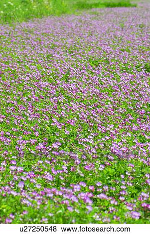 Stock Photo - Field of Chinese milk vetch, Hayama town, Kanagawa prefecture, Japan. Fotosearch