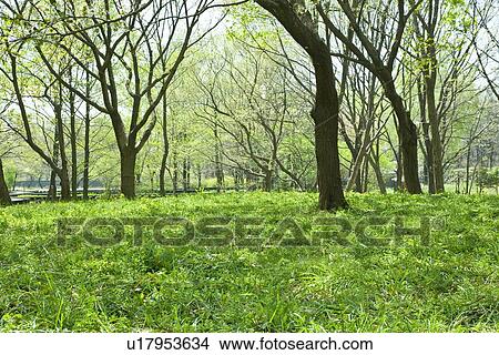 Picture - Field of green trees, Tama city, Tokyo prefecture, Japan. Fotosearch