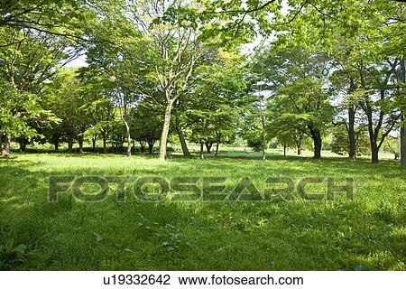 Field of green trees, Tama city, Tokyo prefecture, Japan View Large Photo Image Stock Image - Field of green trees, Tama city, Tokyo prefecture, Japan. Fotosearch