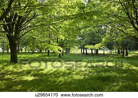 Stock Image - Field of green trees, Tama city, Tokyo prefecture, Japan. Fotosearch