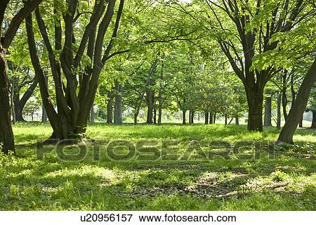 Stock Photo - Field of green trees, Tama city, Tokyo prefecture, Japan. Fotosearch
