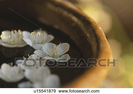 Floating Flowers in Bowl View Large Photo Image Stock Photo - Floating Flowers in Bowl. Fotosearch